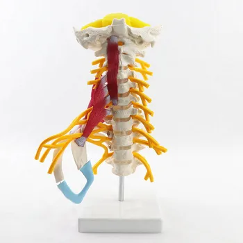 1:1 Om De Col Uterin Coloanei Vertebrale Anatomia Modelul Științei Medicale Resurse Didactice Dropshipping