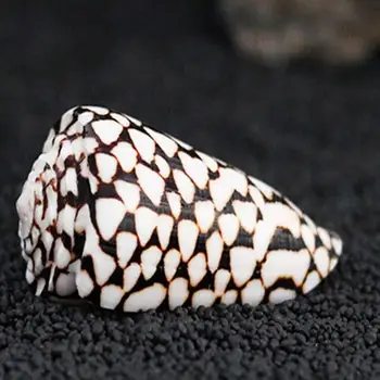 7-9cm Marmură Cono Naturala Negru Pete Albe Porumb Scoica Sea Shell Pentru Acasă Nautice Nunta Decor Acvariu Decor Peisaj