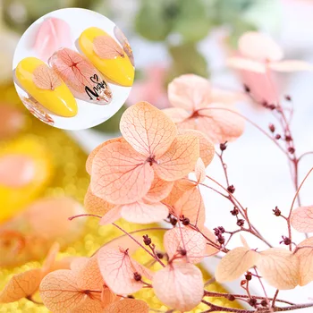 1 cutie de Unghii, flori uscate uri Japoneze populare veșnică flori frumoase unghii mari aplicatiile bijuterii material Conservat Flori