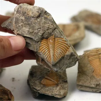 Naturale Trilobit Coada Fosile Vechi Fosile De Predare Specimen De Colectare